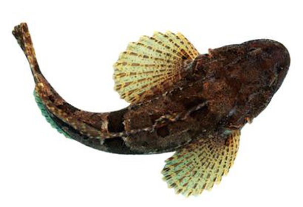 松江四腮鱸魚(yú)